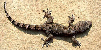 Hemidactylus mabouia (Moreau's tropical house gecko)