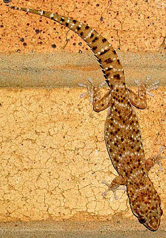 Pachydactylus capensis (Cape thick-toed gecko)