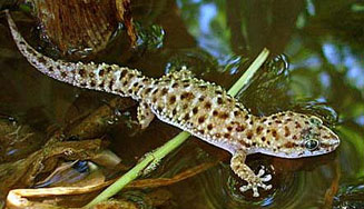 Pachydactylus capensis (Cape thick-toed gecko)