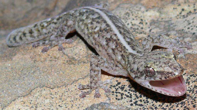 Afrogecko porphyreus (Marbled leaf-toed gecko)