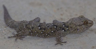 Chondrodactylus bibronii (Bibron's gecko)