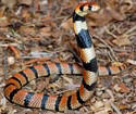 Aspidelaps lubricus lubricus (Cape Coral snake)