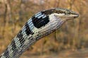 Thelotornis capensis capensis (Southern vine or Twig snake, Bird snake)