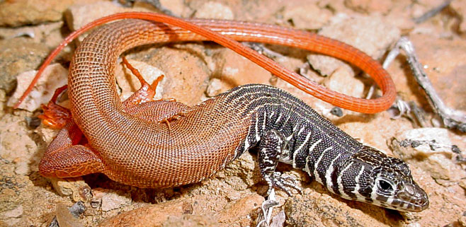 Nucras tessellata (Western sandveld lizard)