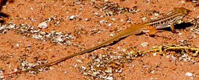 Heliobolus lugubris (Bushveld lizard)
