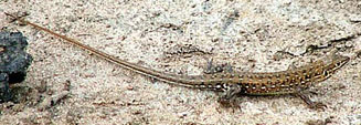 Ichnotropis squamulosa (Common rough-scaled lizard)