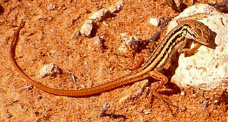 Pedioplanis lineoocellata (Spotted sand lizard)