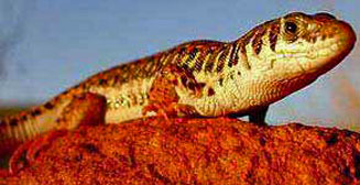 Nucras intertexta (Spotted sandveld lizard)