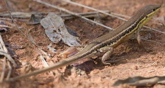 Ichnotropis capensis (Cape rough-scaled lizard)