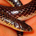 Xenocalamus bicolour (Bicoloured Quill-snouted snake)