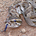 Python natalensis (South African python, Natal rock python)