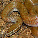 Lamprophis capensis (Brown house snake, Common house snake)