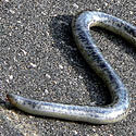 Rhinotyphlops schlegelii (Schlegel's beaked blind snake)