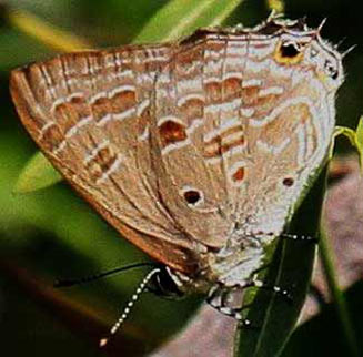 Anthene lemnos (Large hairtail)