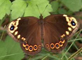 Dira oxylus (Pondoland widow) 