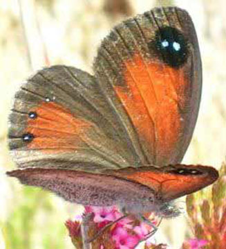 Pseudonympha hippia (Burchell's brown)