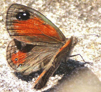 Pseudonympha poetula (Drakensberg brown)