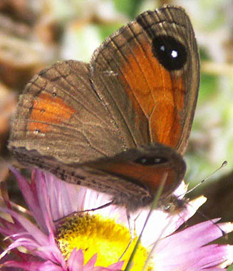 Pseudonympha poetula (Drakensberg brown)