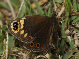 Dira clytus (Cape autumn widow)