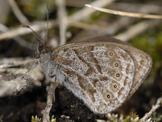 Pseudonympha machacha (Machacha brown) 