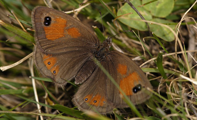 Pseudonympha machacha (Machacha brown) 