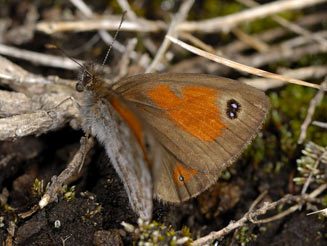 Pseudonympha machacha (Machacha brown) 