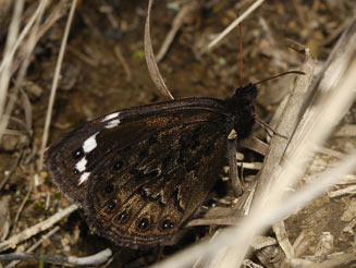 Serradinga clarki (Clark's widow) 