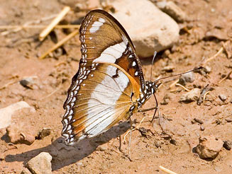 Hypolimnas misippus (Common diadem) 