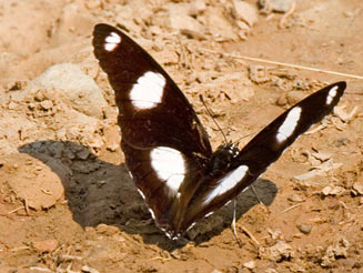 Hypolimnas misippus (Common diadem) 