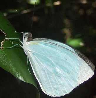 Nepheronia thalassina (Cambridge vagrant)