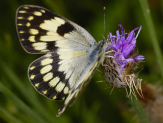 Colotis vesta (Veined orange, veined tip)