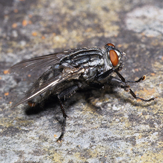 sarcophagid fly