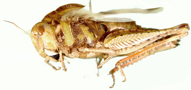 Gastrimargus wahlbergii 