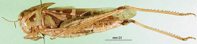 Gastrimargus verticalis 