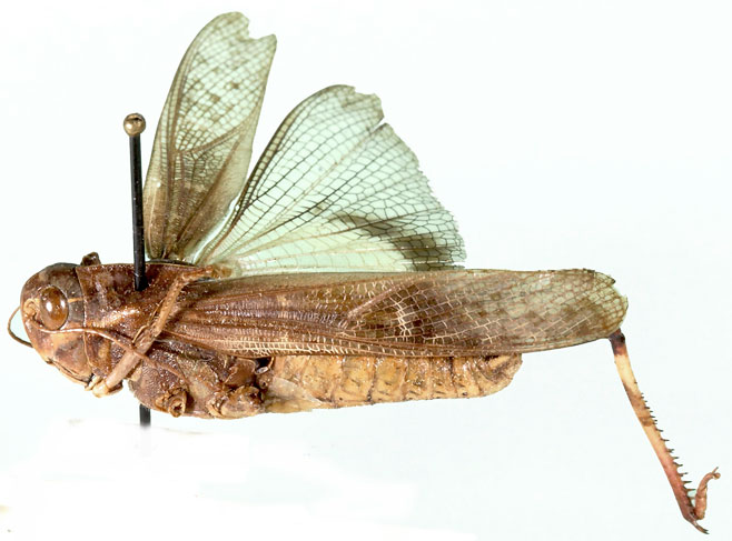 Gastrimargus determinatus