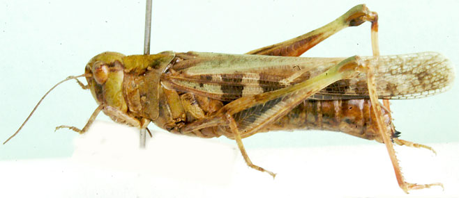 Oedaleus nigeriensis 