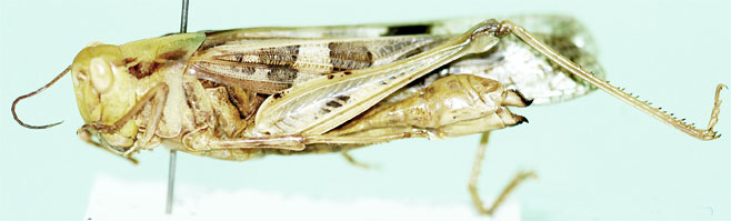Oedaleus nigrofasciatus 