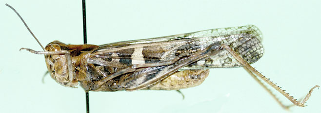 Oedaleus nigrofasciatus 