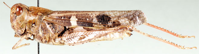 Oedaleus plenus