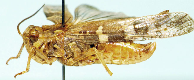 Oedaleus plenus
