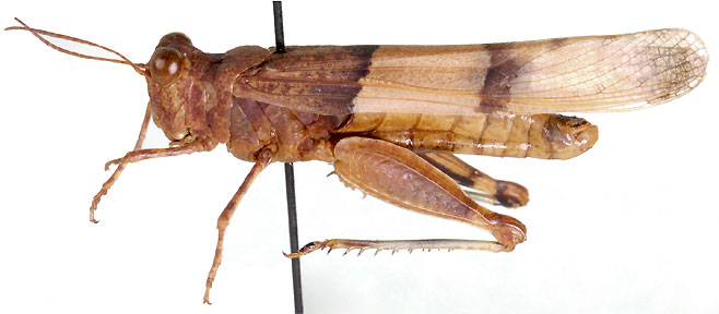 Sphingonotus scabriculus