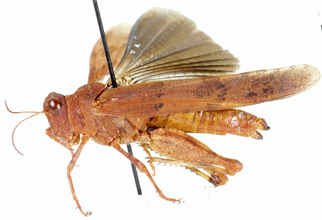 Sphingonotus nigripennis 