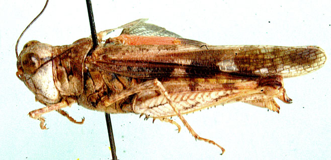 Acrotylus junodi 