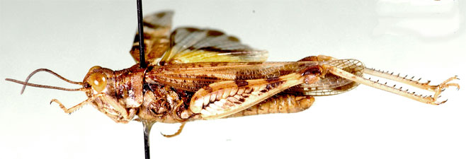 Acrotylus junodi 