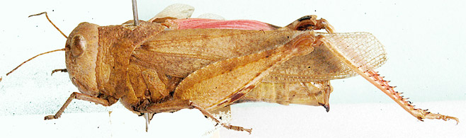 Pycnodictya obscura
