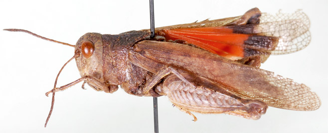 Pycnodictya obscura
