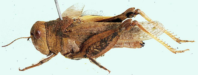 Pycnodictya thomasseti