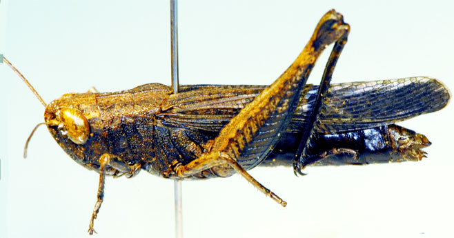 Pseudoarcyptera bechuana 