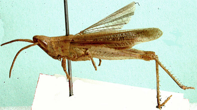 Anablepia botswaniana 