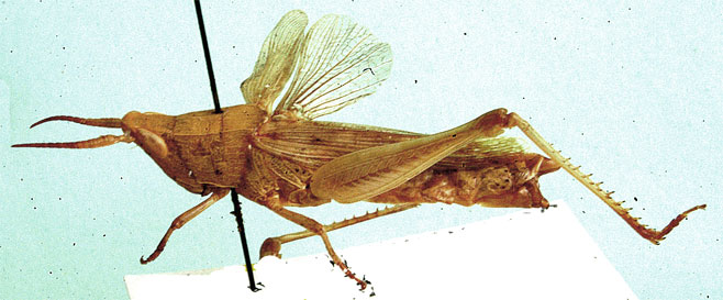 Anablepia botswaniana 